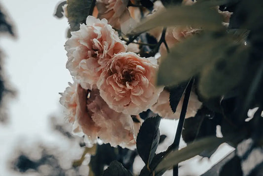 Mother's Heart: Celebrate Her with Eternal Bloom