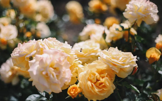 The Language of Flowers: Celebrate Mom with Forever Flowers This Mother’s Day