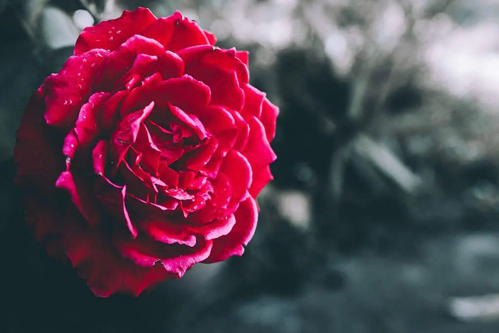 How Flowers Can Express What Words Cannot on Mother’s Day，Mother's Day Gift，mojze，Forever Flower，forever flowers-1