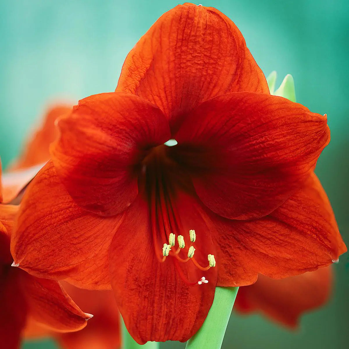Amaryllis (Hippeastrum)-1