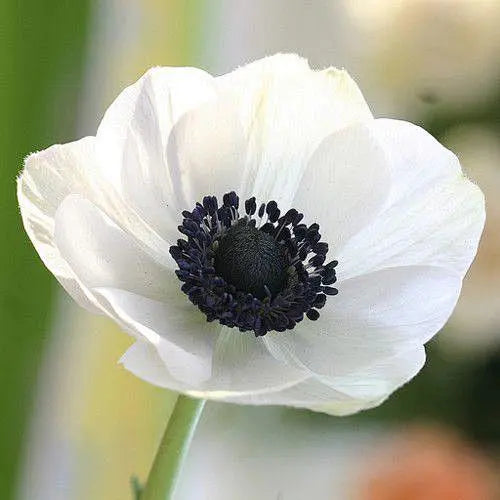 Anemones: Striking Beauty & Anticipation