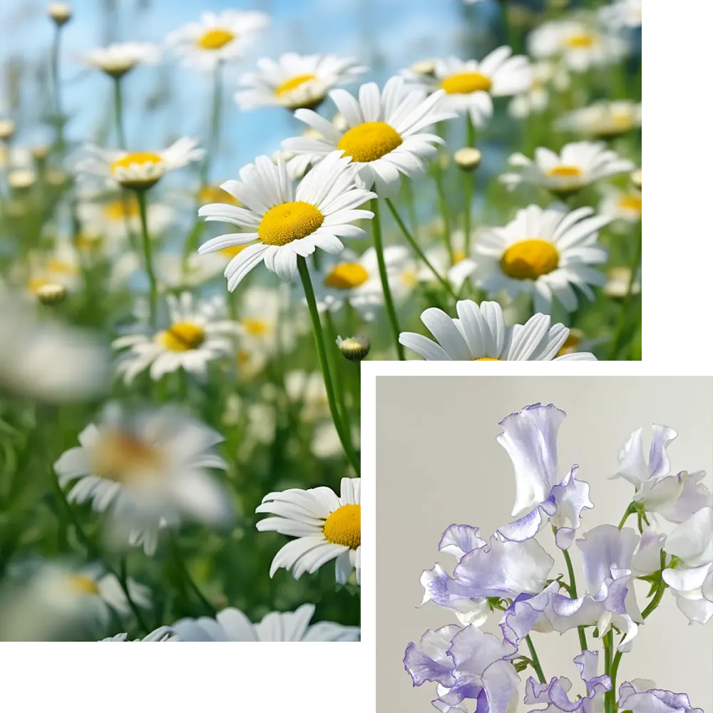 April Birth Flower: Daisy & Sweet Pea (Pure Delight!)