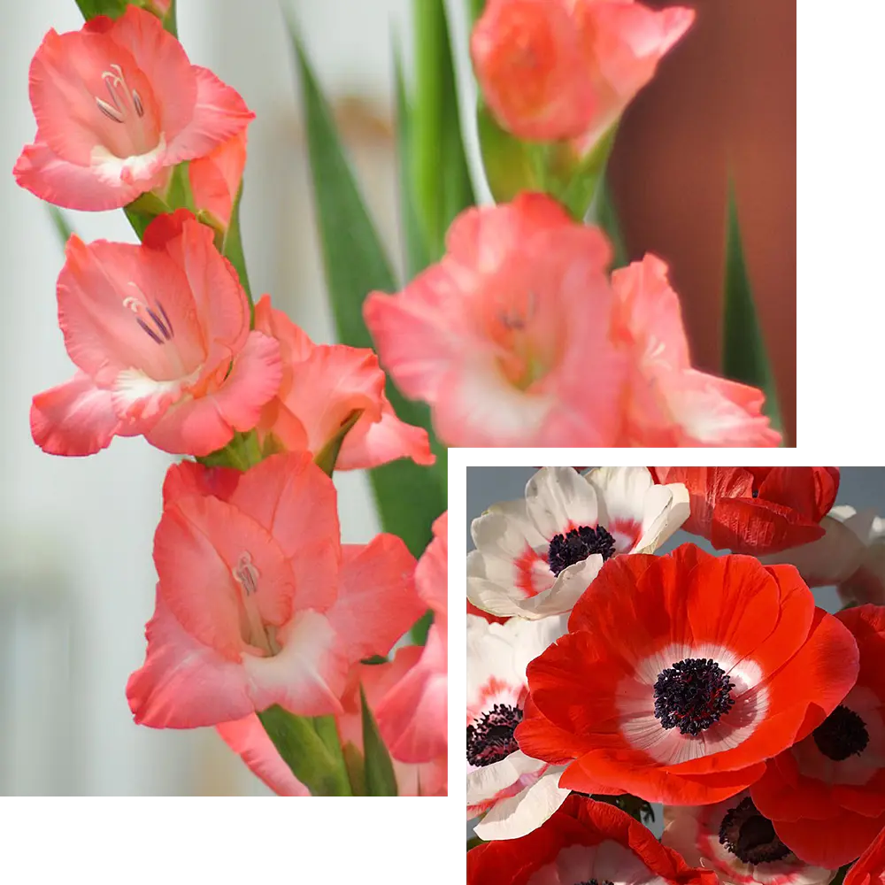 August Birth Flower: Gladiolus & Poppy (Strong & Cheerful!)