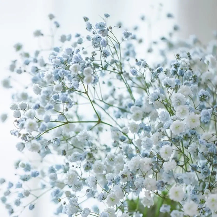 Baby's Breath