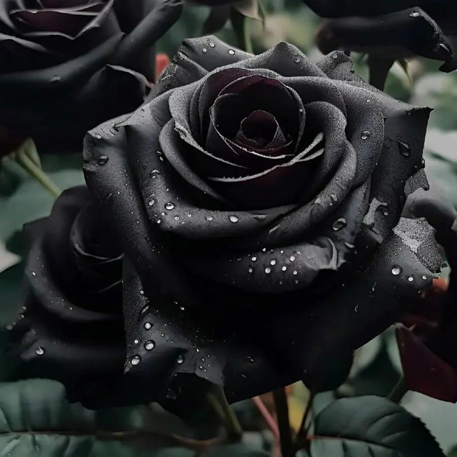 Black Baccara Roses (or Dyed Black Roses)