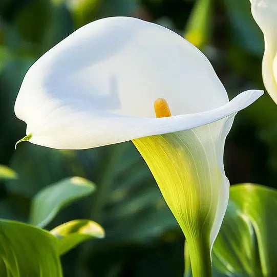 Calla Lilies: Sleek Elegance & Modern Devotion!