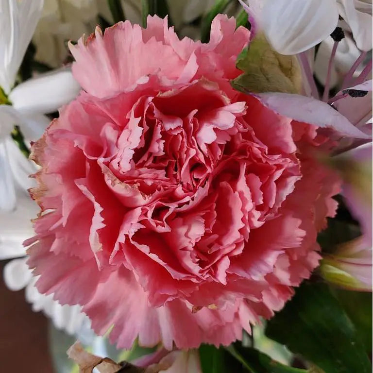 Carnation – The Timeless Symbol of Appreciation