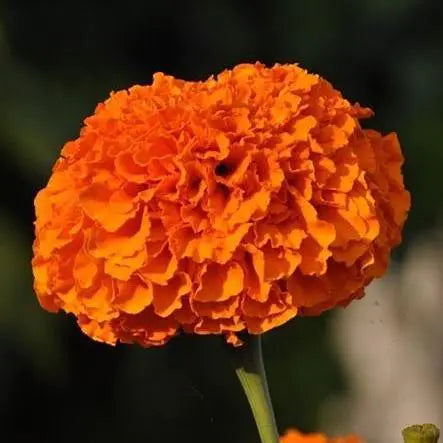Carnations-2