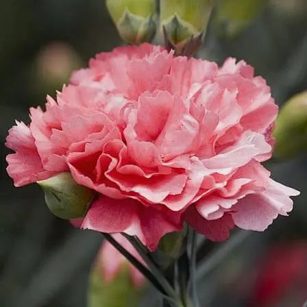Carnations-3