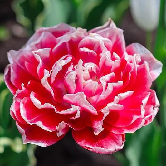 Carnations: Lasting Love & Fascination