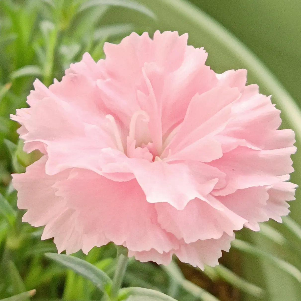 Carnations (Nelke, Oeillet, Garofano): The Classic Mother's Day Flower-5