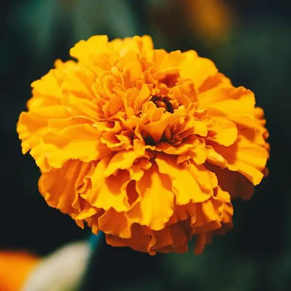 Carnations,Œillet,Clavel, Nelke,Garofano,Cravo,カーネーション (Kānēshon - a loanword),카네이션 (Kan'eisyon - a loanword)