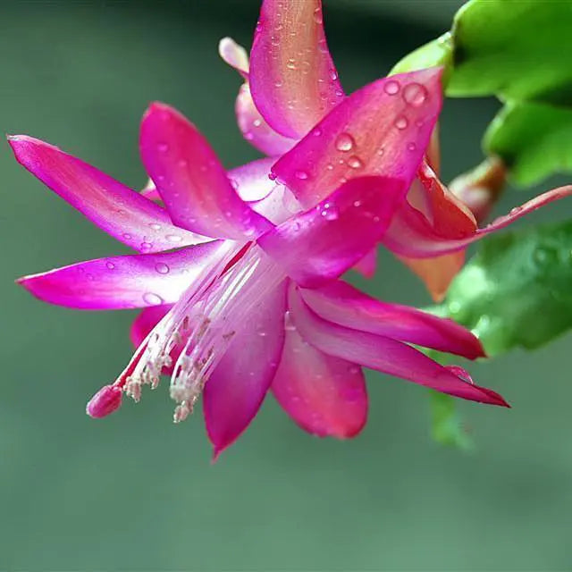 Christmas Cactus (Schlumbergera)-1