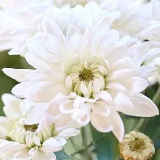 Chrysanthemum – A Tribute to Dedication and Wisdom