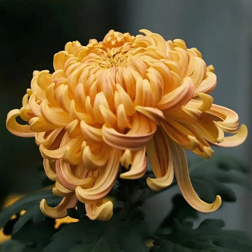 Chrysanthemums (Mums)Chrysanthème,Crisantemo,Chrysantheme,Crisantemo, Crisântemo,菊 (Kiku),국화 (Gukhwa),