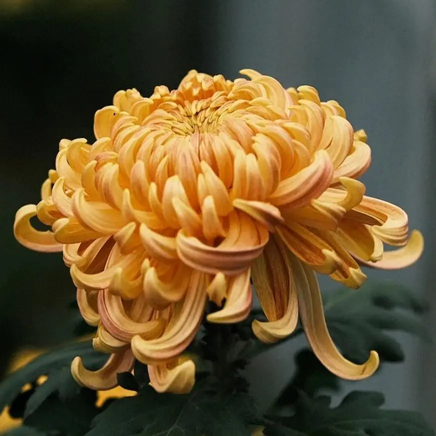 Chrysanthemums (Mums)Chrysanthème,Crisantemo,Chrysantheme,Crisantemo, Crisântemo,菊 (Kiku),국화 (Gukhwa)-1