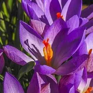 Crocuses – Small but Mighty Symbols of Hope