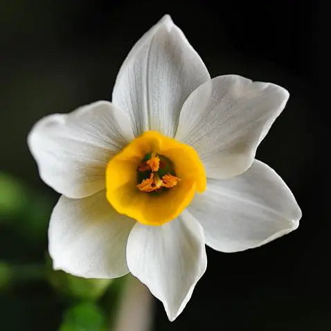 Daffodils – The Sunshine Bloom
