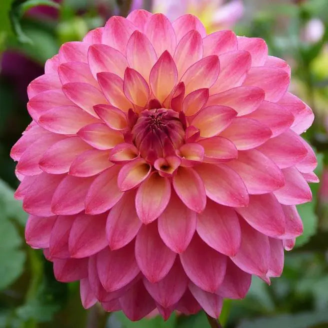 Dahlias: Abundance, Elegance & Lasting Bonds