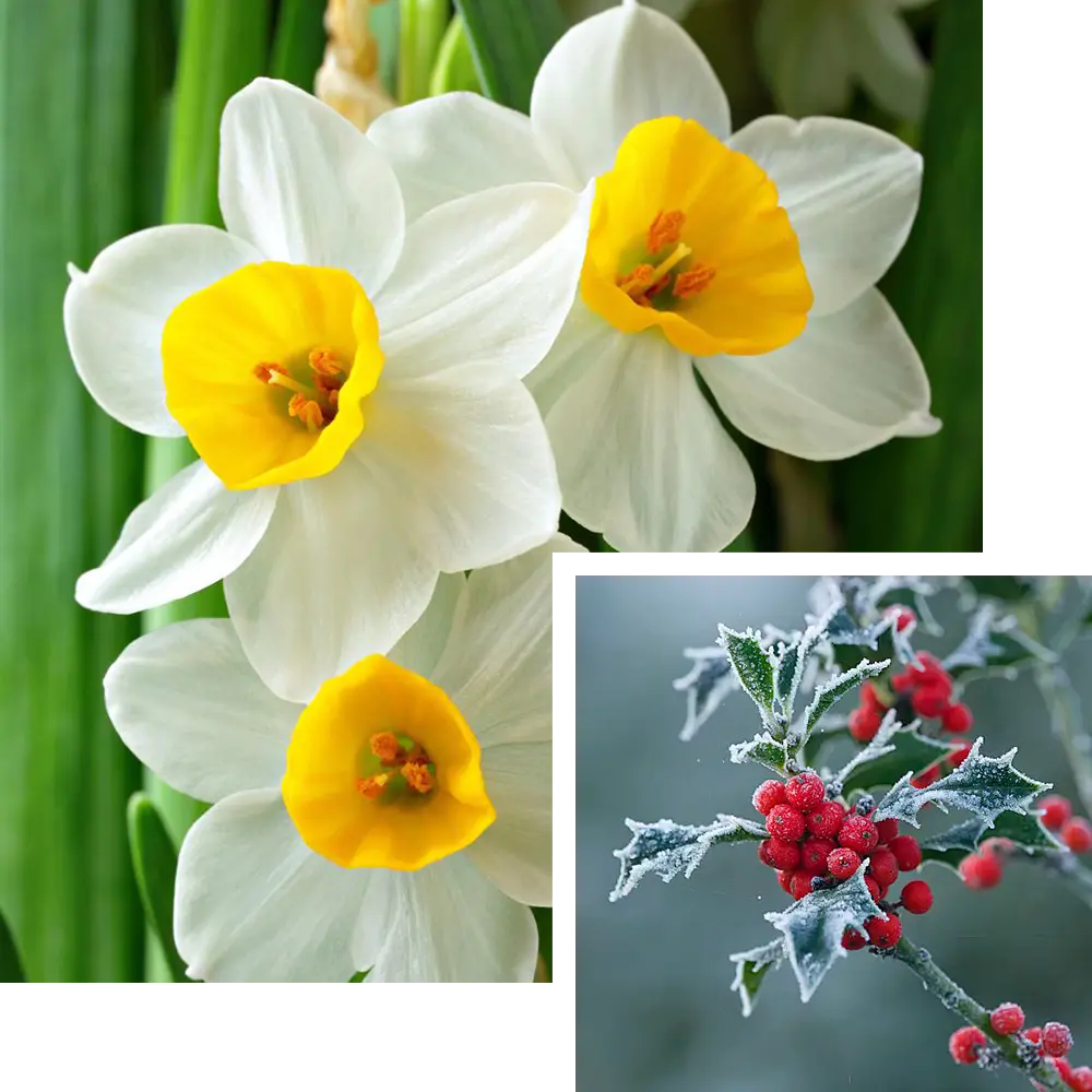 December Birth Flower: Narcissus (Paperwhite) & Holly (Hope & Cheer!)