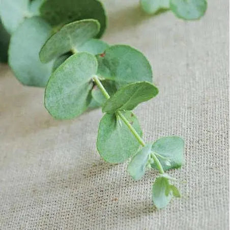 Eucalyptus leaves (high-end green leaves)​