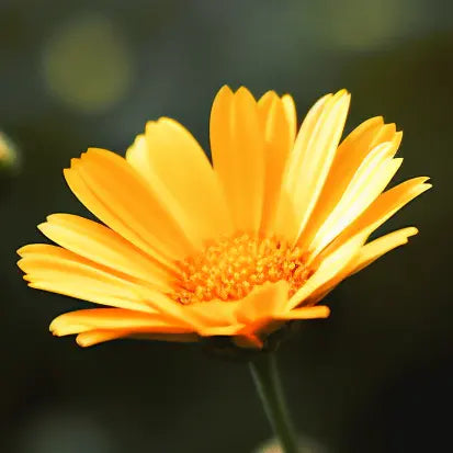 Gerbera Daisies: Bursting with Joy & Vibrant Happiness!