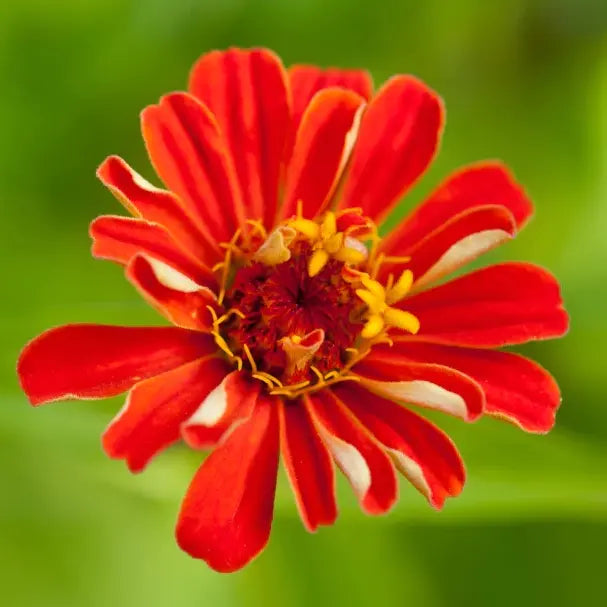 Gerbera Daisies: Cheerful Love & Joy-1