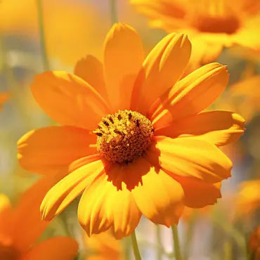 Gerbera Daisies,Gerbera, ガーベラ (Gābera - a loanword), 거베라 (Geobera - a loanword)-1