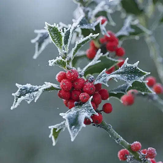 Holly