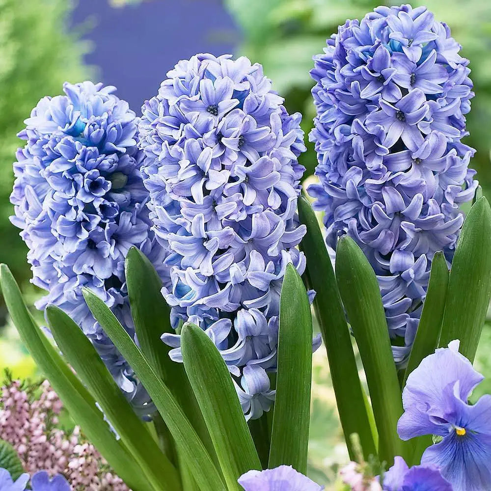 Hyacinths – Fragrant and Festive