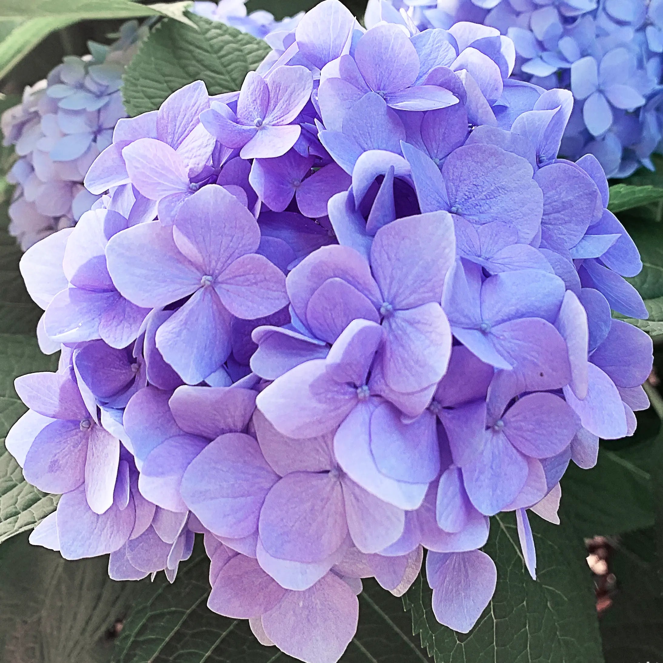 Hydrangea – Gentle Beauty and Emotional Depth