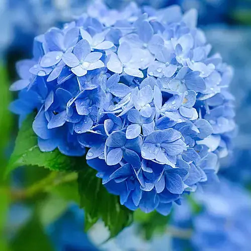 Hydrangeas