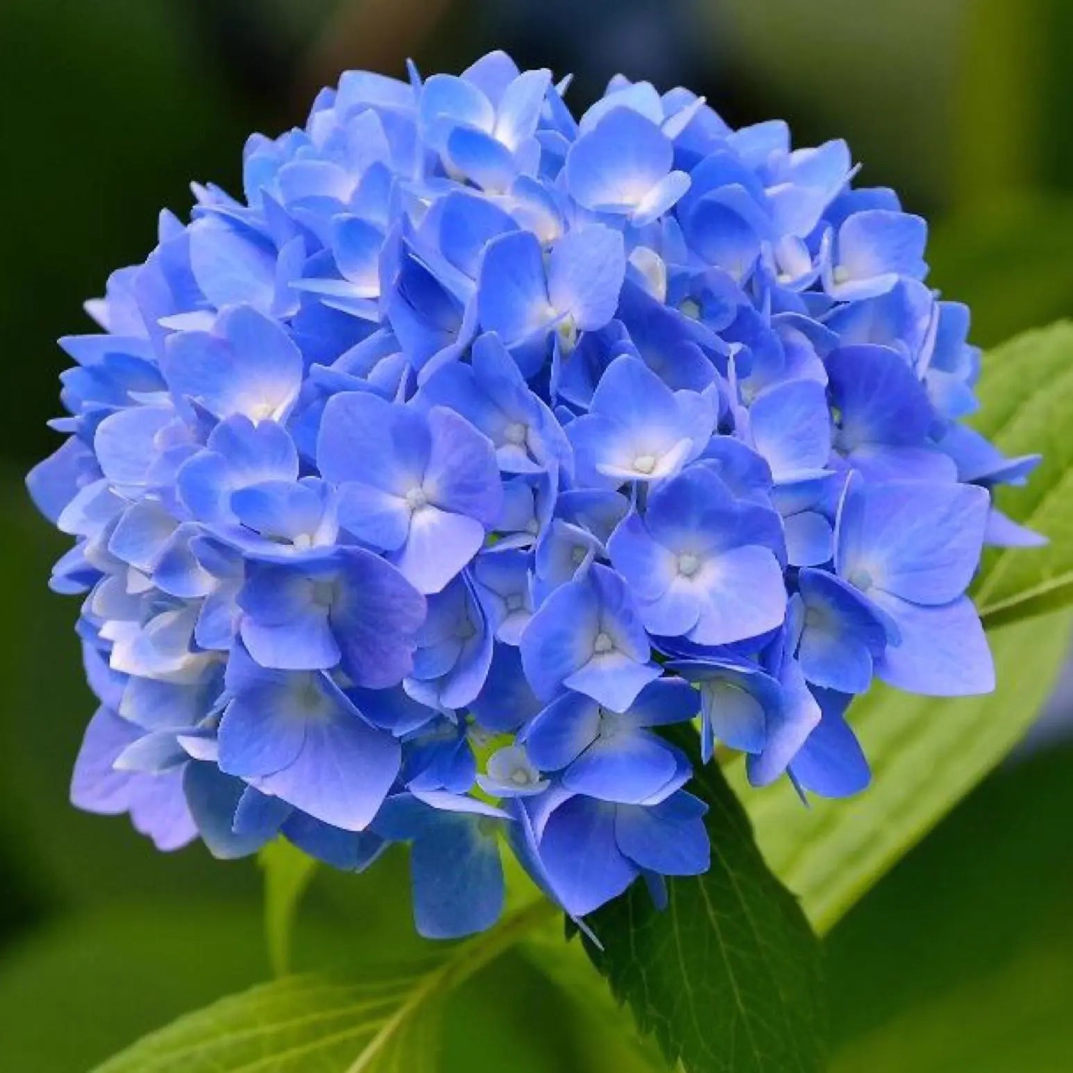 Hydrangeas (Hortensie, Hortensia, Ortensia): Heartfelt Gratitude
