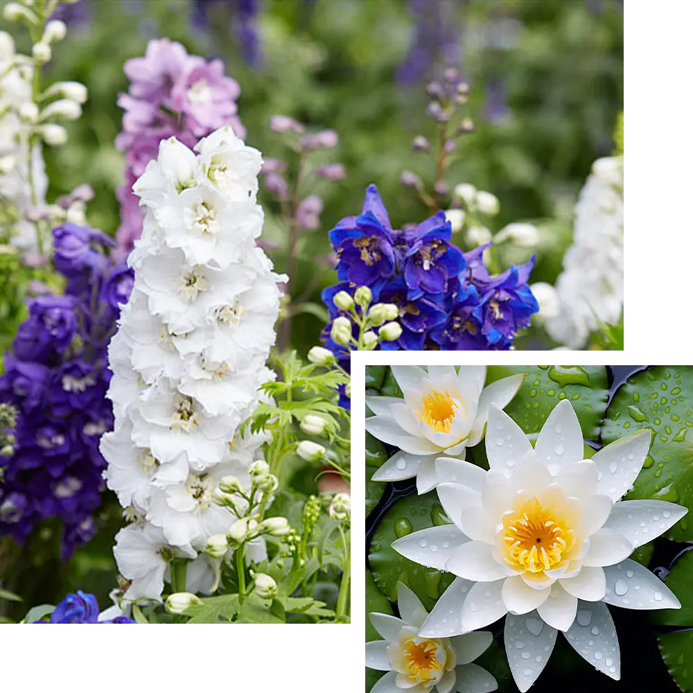 July Birth Flower: Larkspur & Water Lily (Open Heart, Happy Soul!)