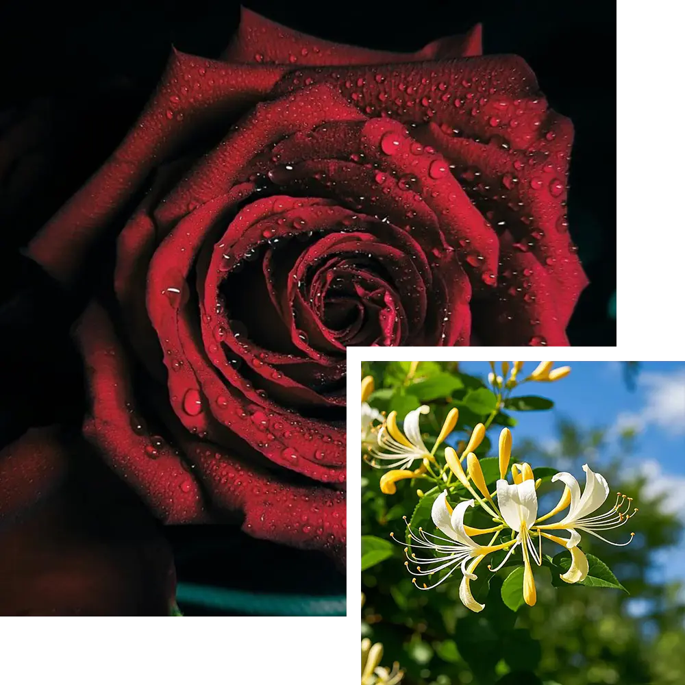 June Birth Flower: Rose & Honeysuckle (Love is Blooming!)