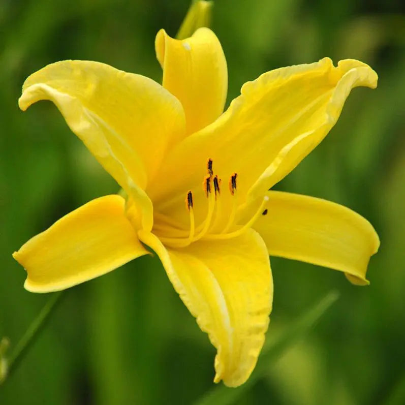 Lilies