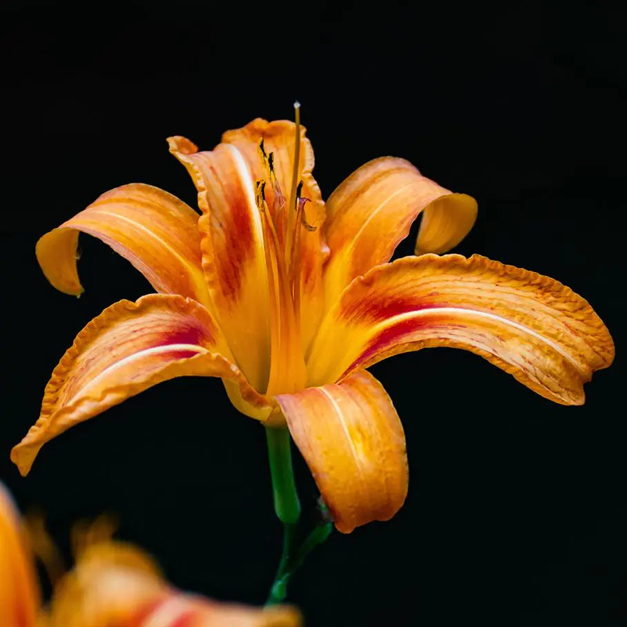 Lilies,Lys,Lirio / Azucena (often for white lily), Lilie,Giglio, Lírio,ユリ (Yuri),백합 (Baekhap)-1