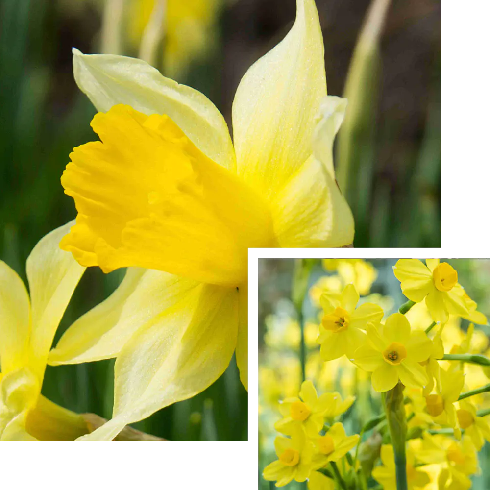 March Birth Flower: Daffodil & Jonquil (Hello, Sunshine!)-1