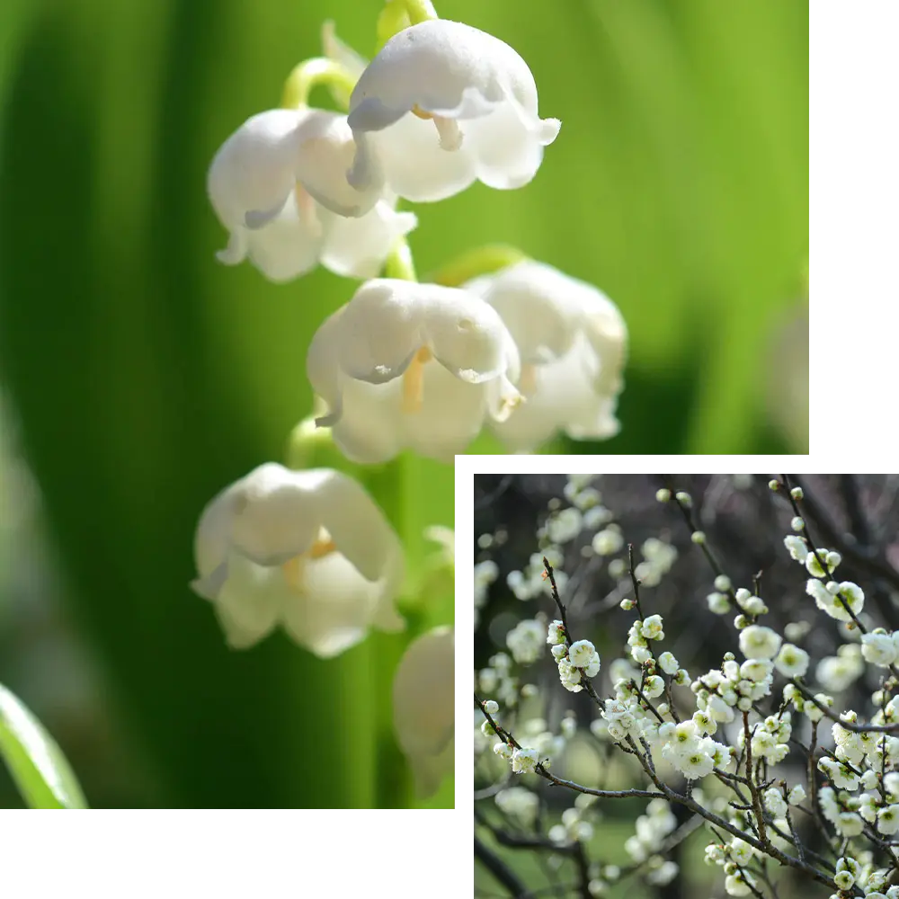 May Birth Flower: Lily of the Valley & Hawthorn (Sweet Returns!)