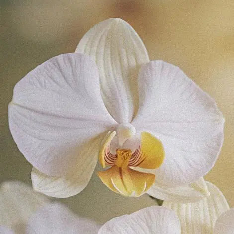 Orchids