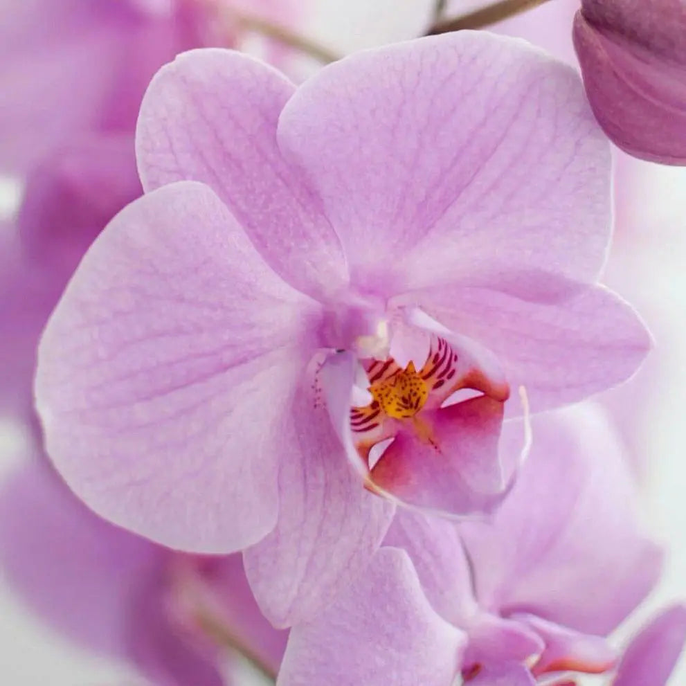 Orchids: Exotic Luxury & Enduring Beauty-1