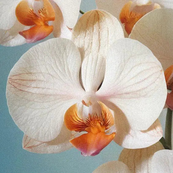 Orchids: Exquisite Beauty & Lasting Strength!-1