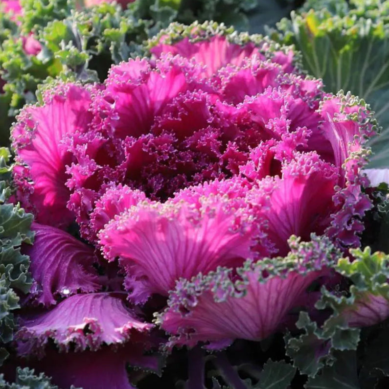Ornamental Cabbage / Kale