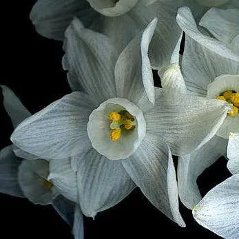 Paperwhites (Narcissus papyraceus)