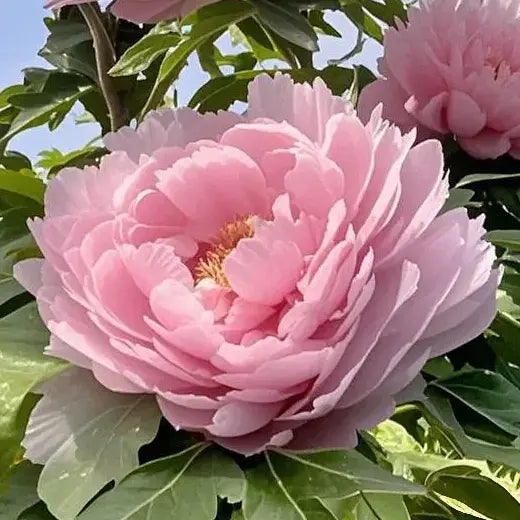 Peonies: Luxurious Fluff & Fortune