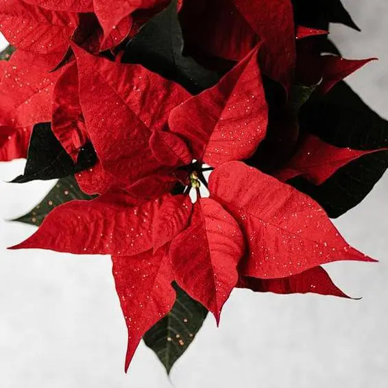 Poinsettia (Euphorbia pulcherrima)-2