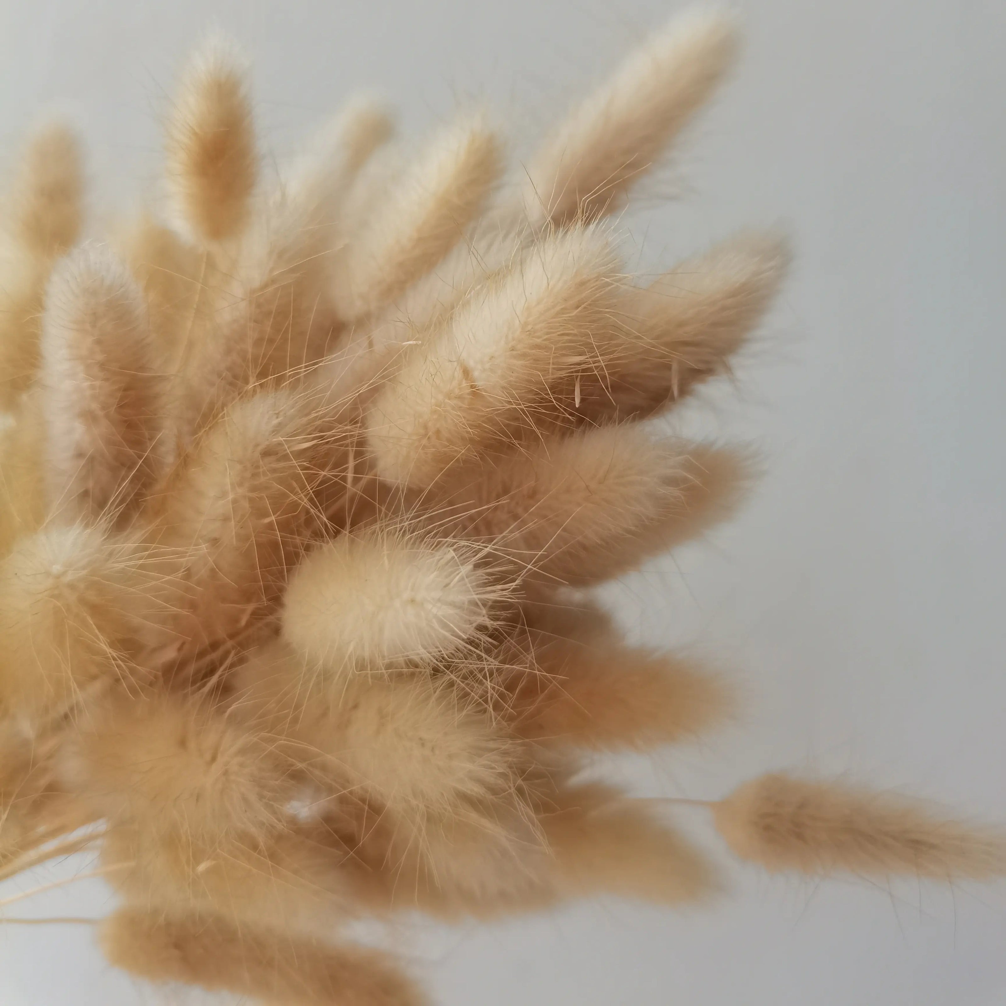 Preserved Pampas Grass & Dried Textures: Boho Chic & Timeless Trends!