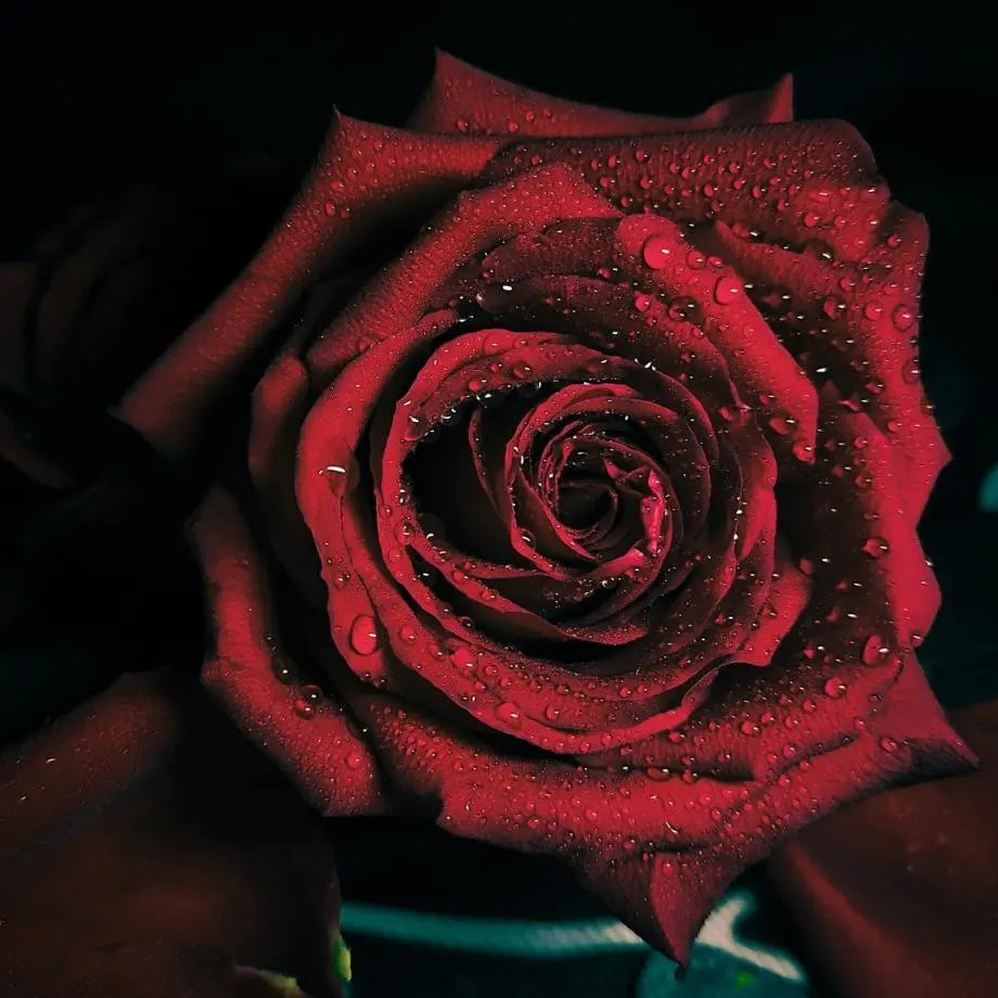 Red rose