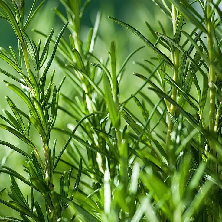 Rosemary (Rosmarinus officinalis - Topiary)
