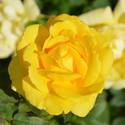 Roses,Rose, Rosa,Rose,Rosa,Rosa,バラ (Bara),장미 (Jangmi)-2
